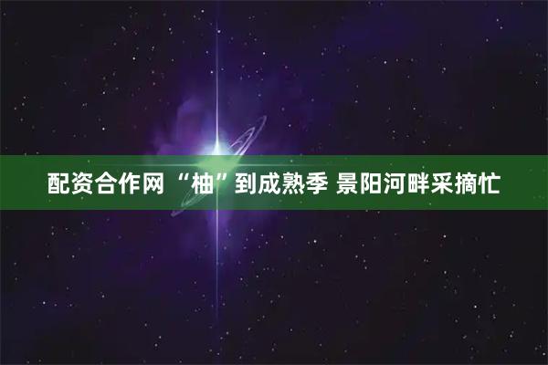 配资合作网 “柚”到成熟季 景阳河畔采摘忙